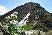 36 Fiorellini bianchi in vista della croce di vetta